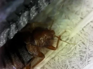 Bed Bugs Close-up