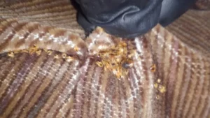 Bed Bugs Infestation