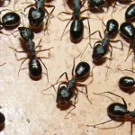 Black Ants